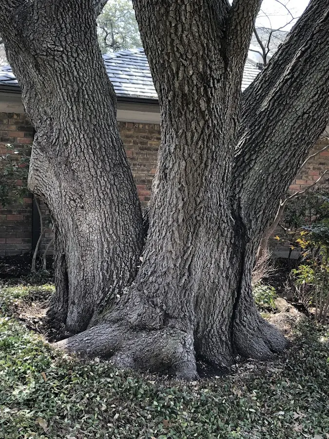 Mature heritage tree close to a Appleton property cared for by certified arborists
